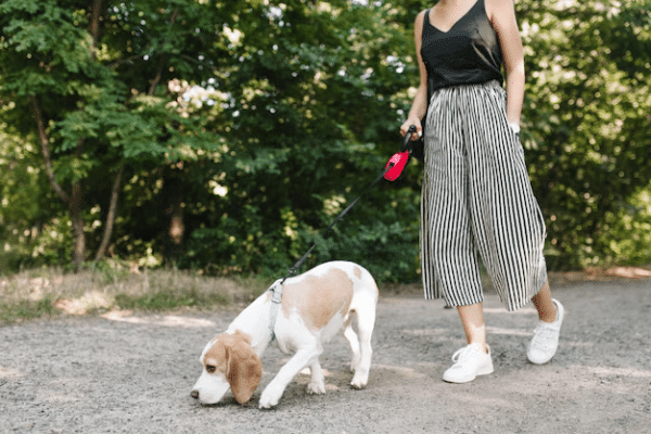 Cette photo montre un chien et son maitre en promenade.